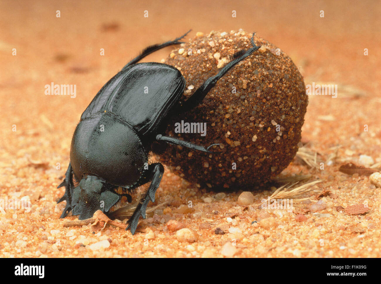 Primer plano de escarabajos del estiércol estiércol bola rodante Foto de stock