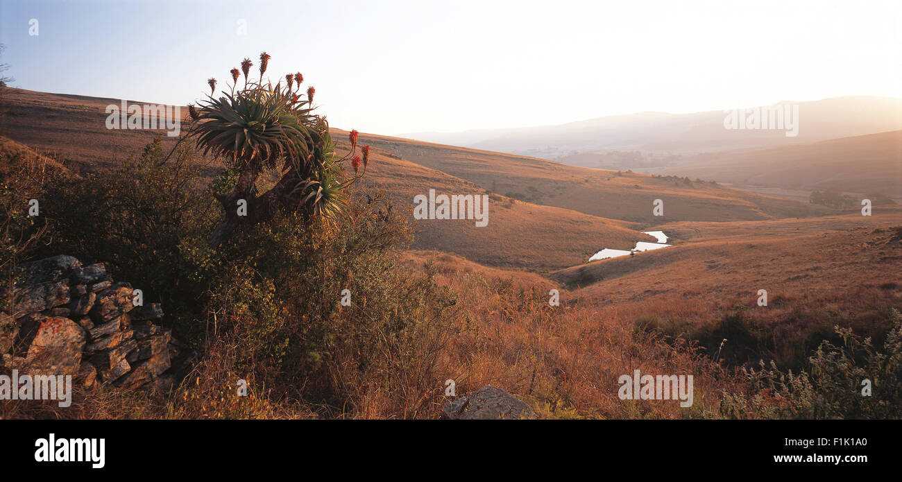 Pintoresco paisaje con pesca de truchas presas y árbol de aloe. Dullstroom, Mpumalanga, Sudáfrica, África. Foto de stock