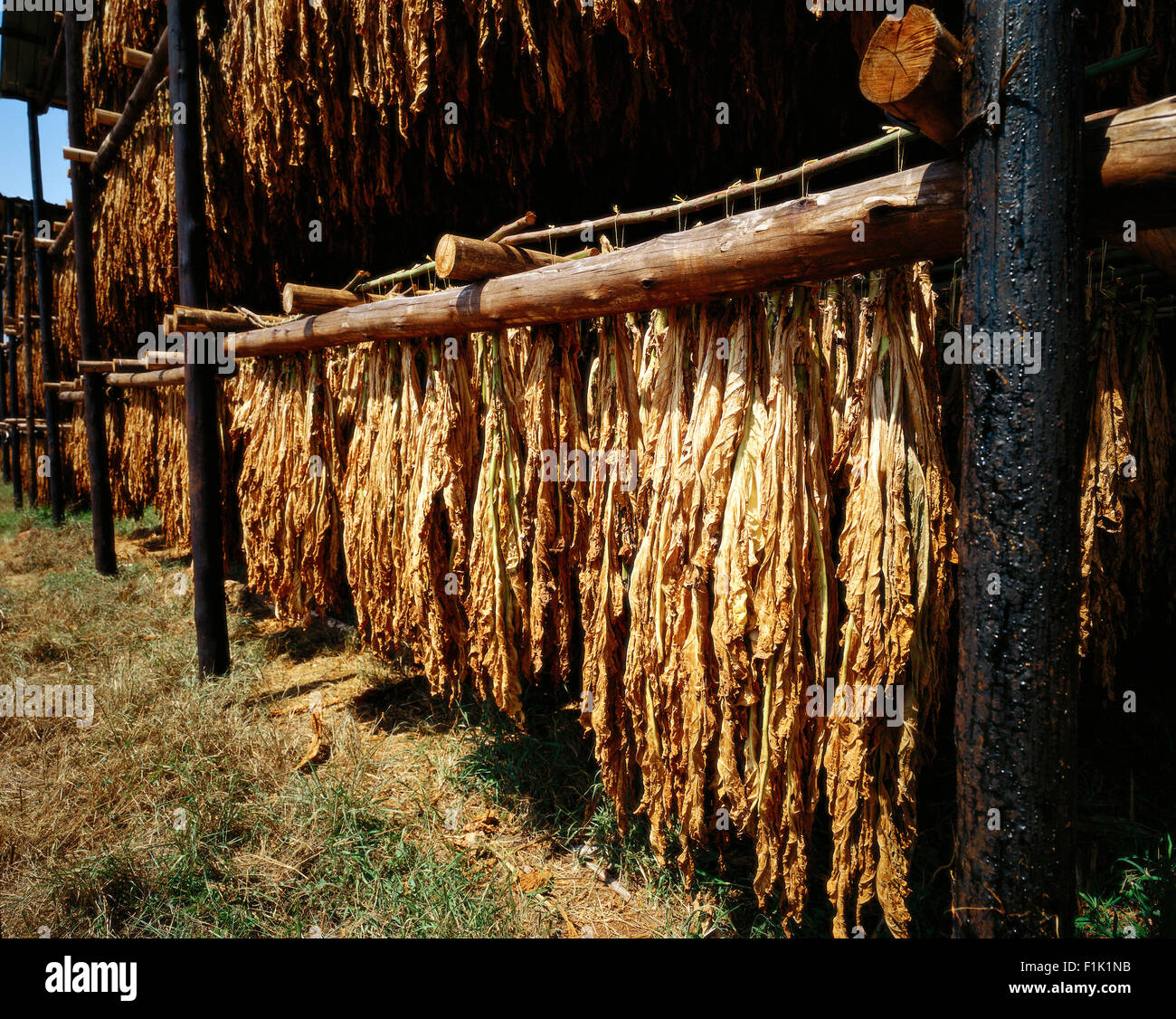 Tabaco seco para colgar en Mpumalanga, Sudáfrica Foto de stock