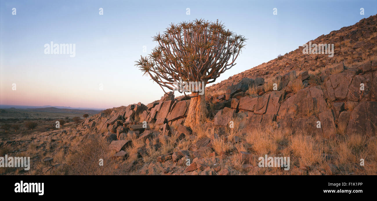 El carcaj árbol en paisaje rocoso, panorama sudafricano, Northern Cape, Sudáfrica, África Foto de stock
