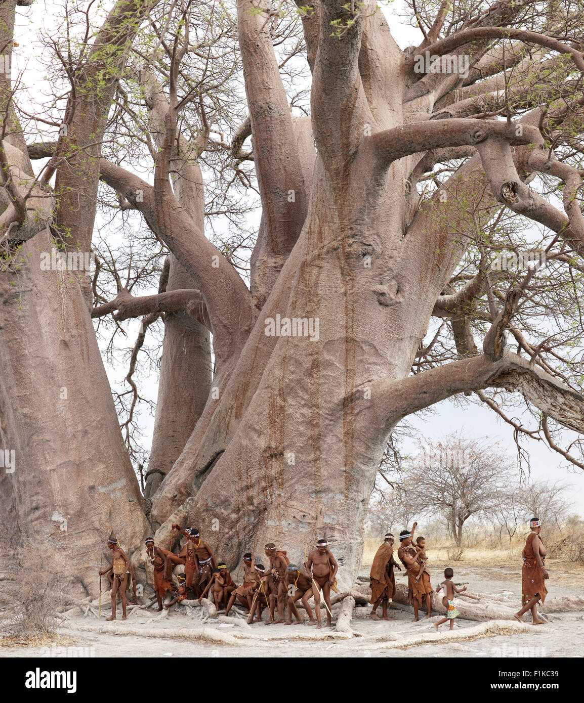 Grupo de bosquimanos bajo un árbol Foto de stock