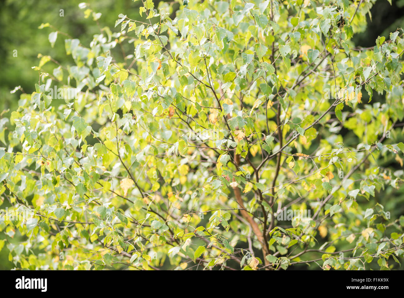 Joven abedul hojas tornando amarillenta Betula veruccosa Foto de stock