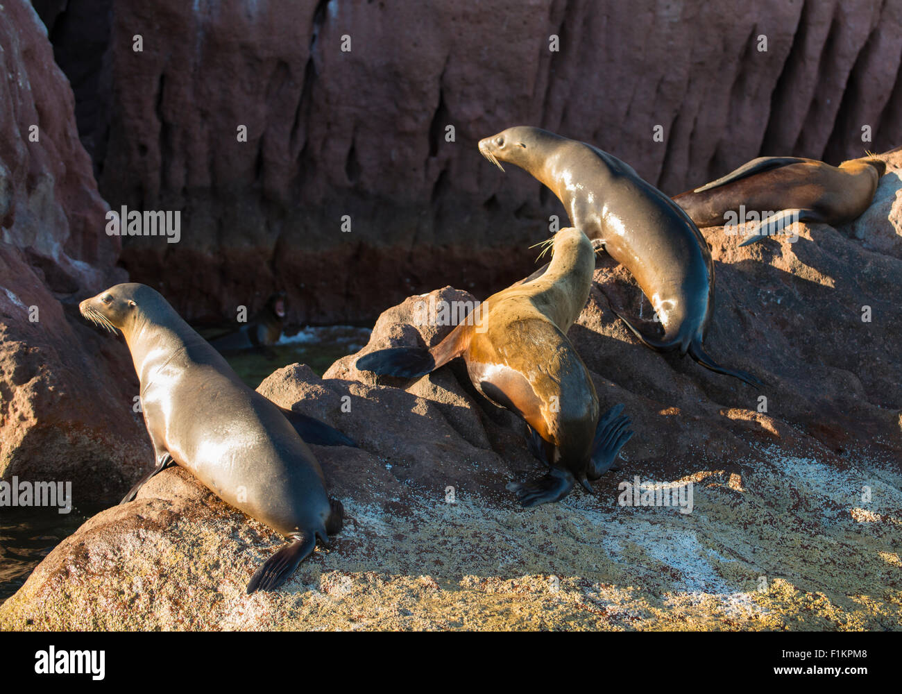 México, Baja, Lapaz, Espiritu Santo. Lobos marinos tomando sol en las rocas. Foto de stock