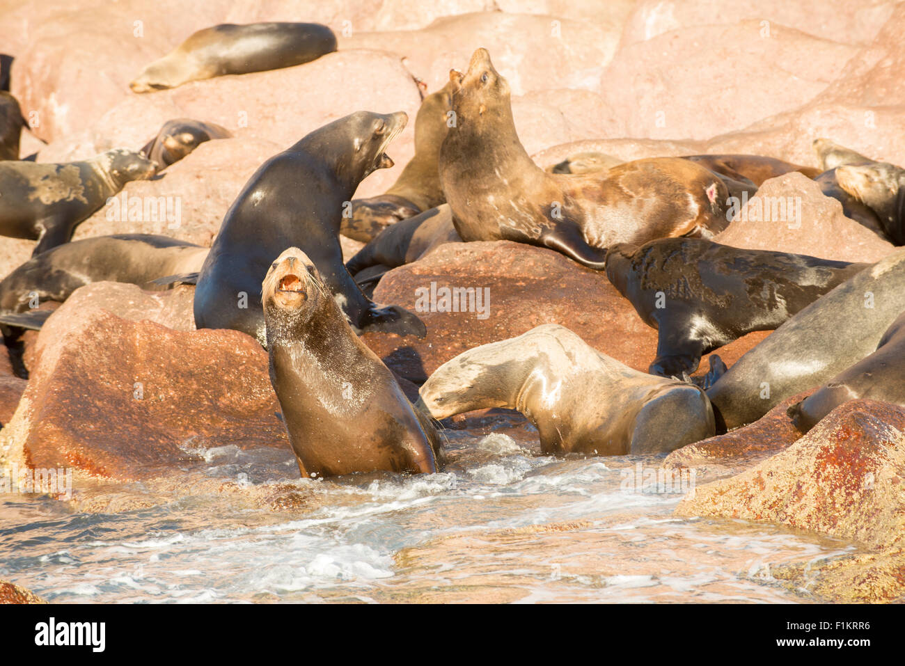 México, Baja, Lapaz, Espiritu Santo. Lobos marinos tomando sol en las rocas. Foto de stock