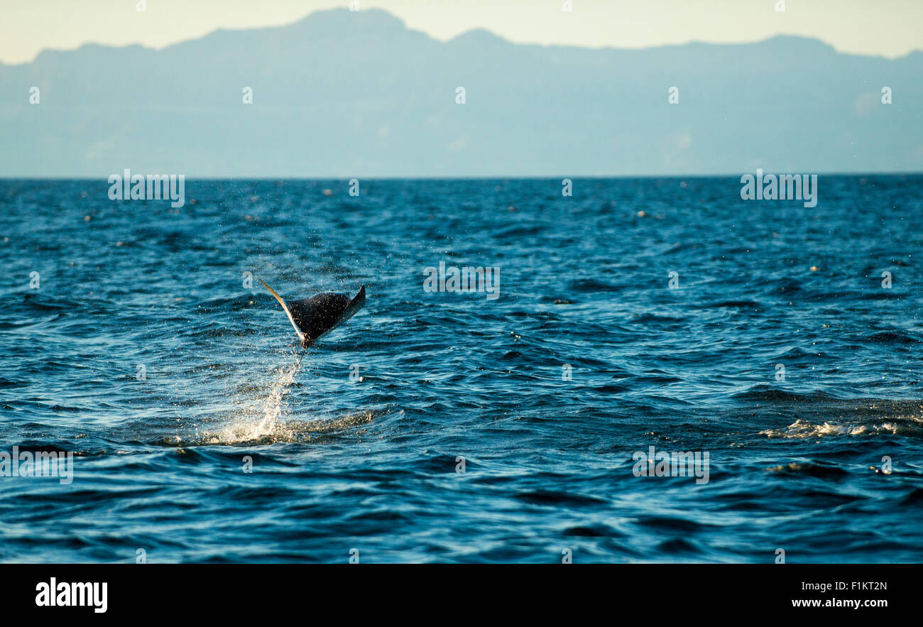 México, Baja, Lapaz, Espiritu Santo. Manta ray saltando fuera del agua. Foto de stock