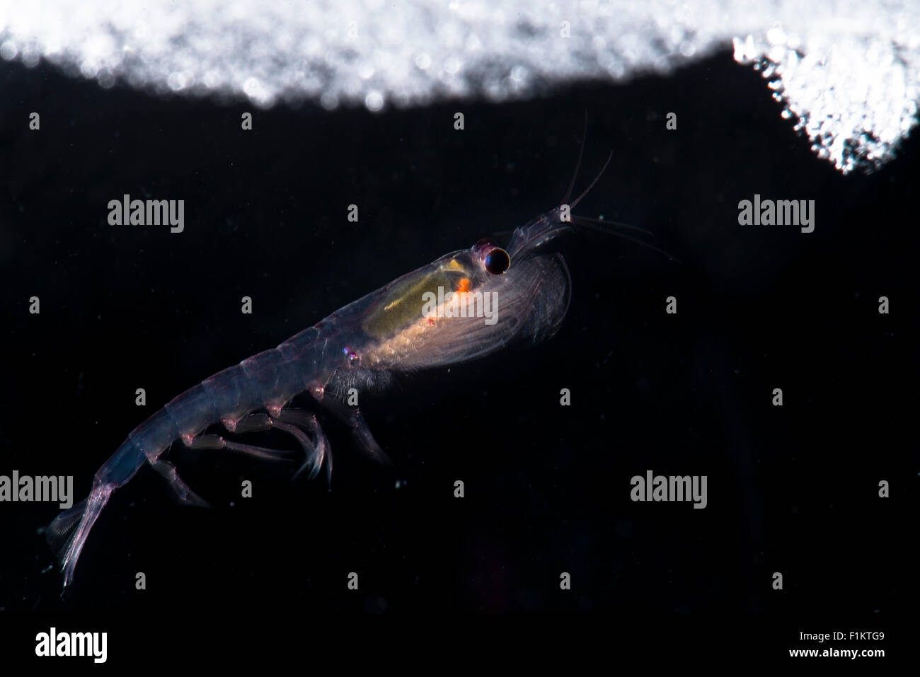 Krill antártico Euphausia superba Foto de stock