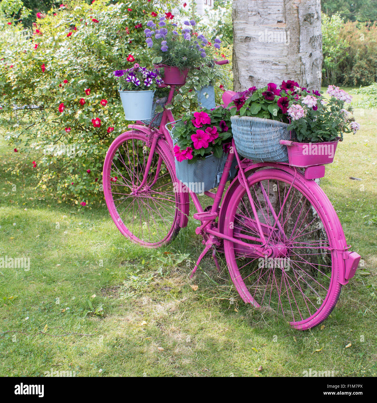 Una bicicleta rosa con flores se erige como un adorno en el jardín  Fotografía de stock - Alamy