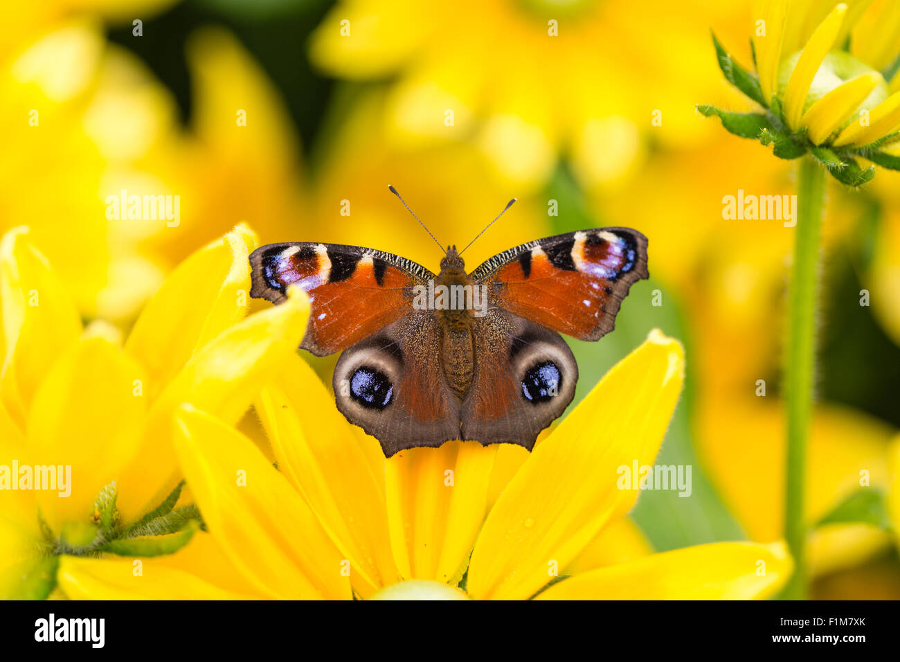 Mariposa Pavo Real europeo tomando el sol en una flor amarilla Foto de stock