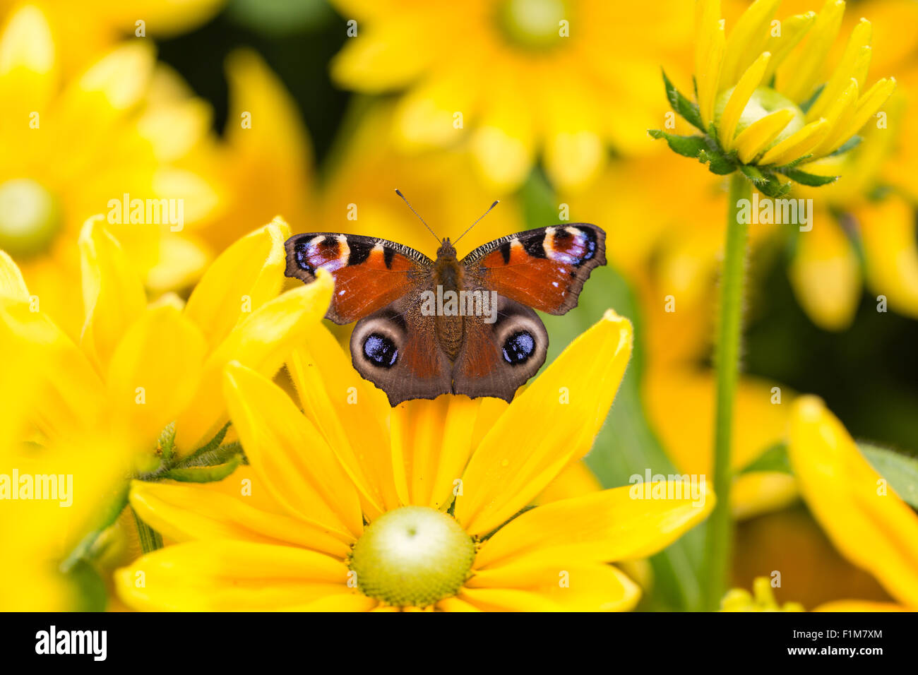 Mariposa Pavo Real europeo tomando el sol en una flor amarilla Foto de stock
