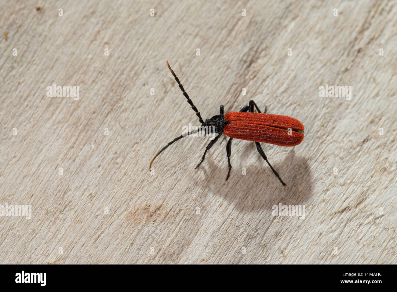 Impresionante, net-escarabajo escarabajo alado, de cuello negro, Rotdeckenkäfer Lycus, Rotdeckenkäfer, Platycis minutus, Lycidae Foto de stock