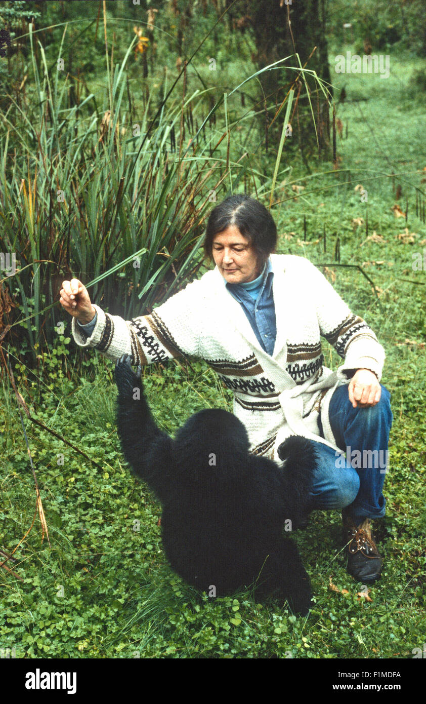 Diian Fossey juega con un bebé gorila en el Centro de Investigación de Karisoke. Rwanda África Foto de stock