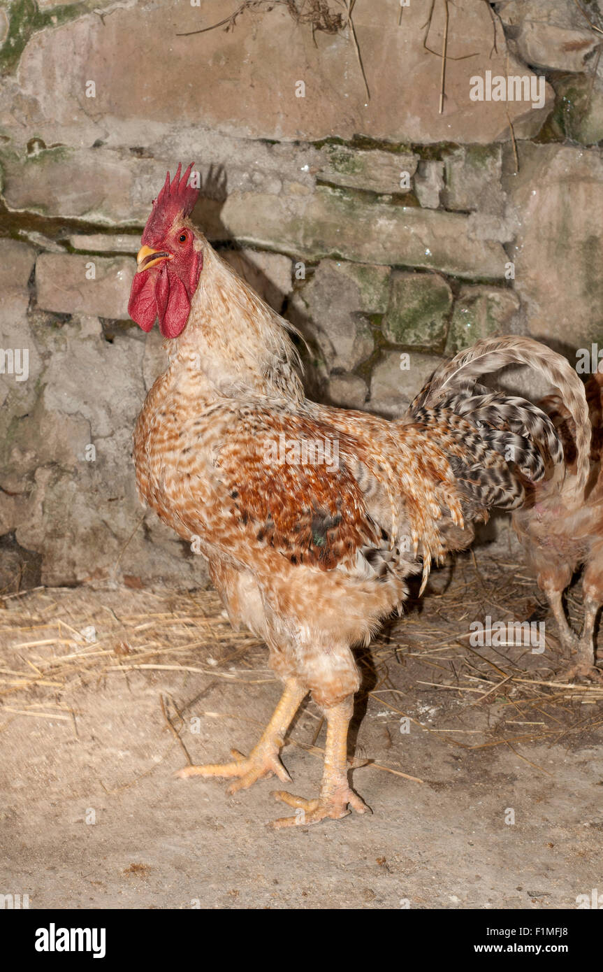 Free Range rooster caminando en el gallinero. Foto de stock