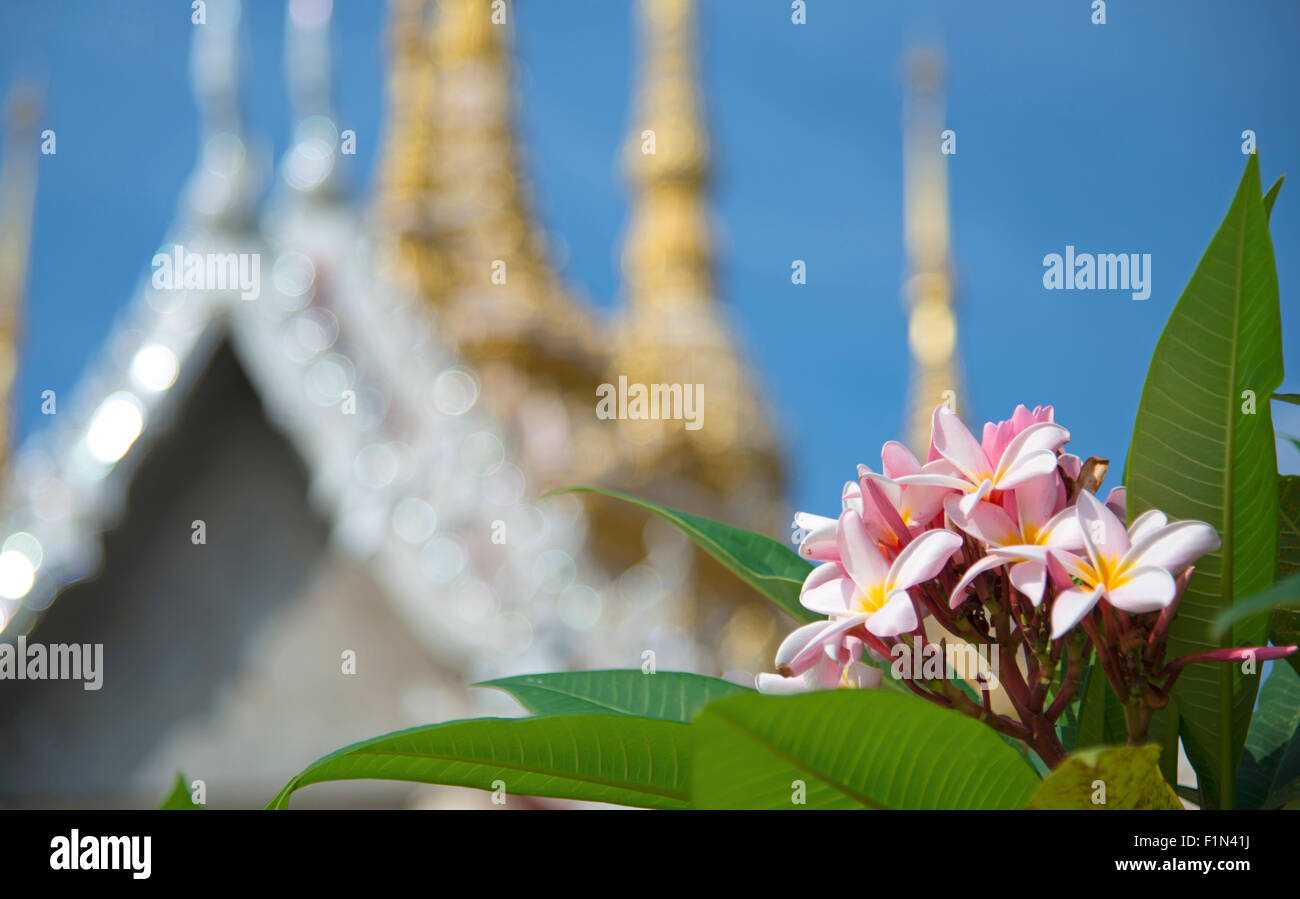 Los Frangipani flores en frente del templo tailandés Foto de stock