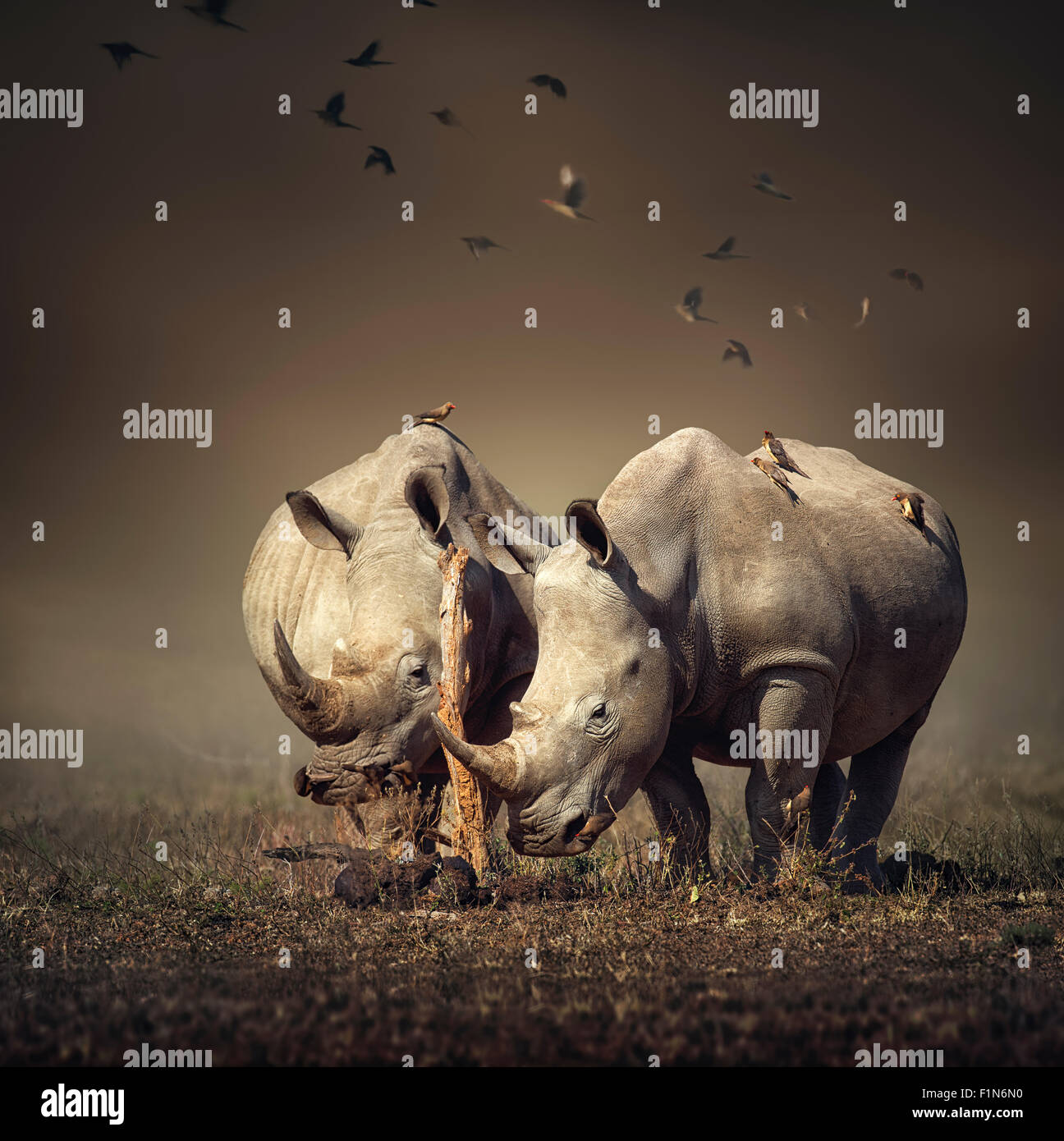 Dos rinocerontes blancos en el campo con pájaros volando (Arte digital) Foto de stock