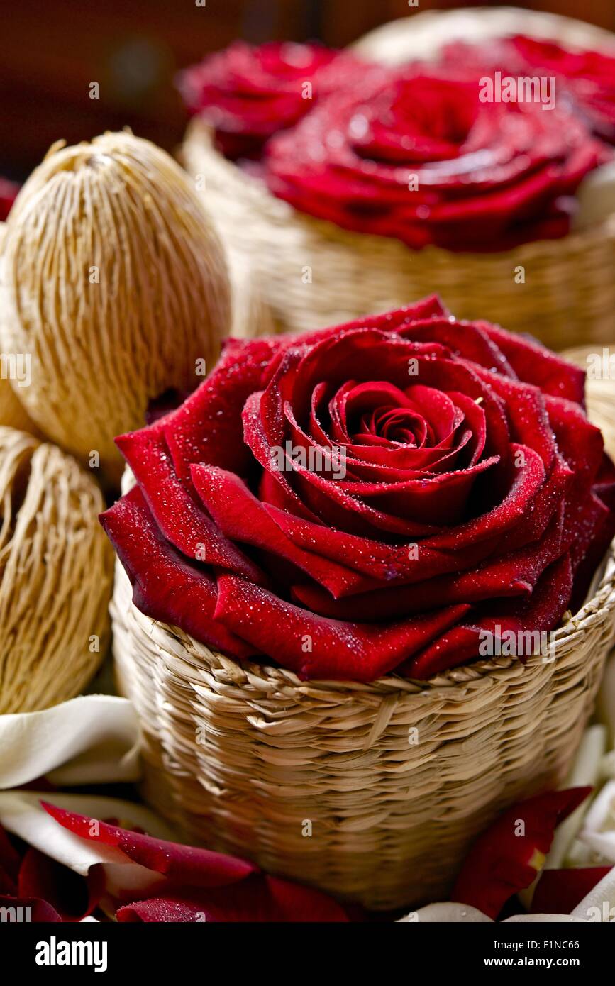 Rosas rojas en cestas de Acacia - Inicio elementos de decoración. Colección  de fotos de flores Fotografía de stock - Alamy