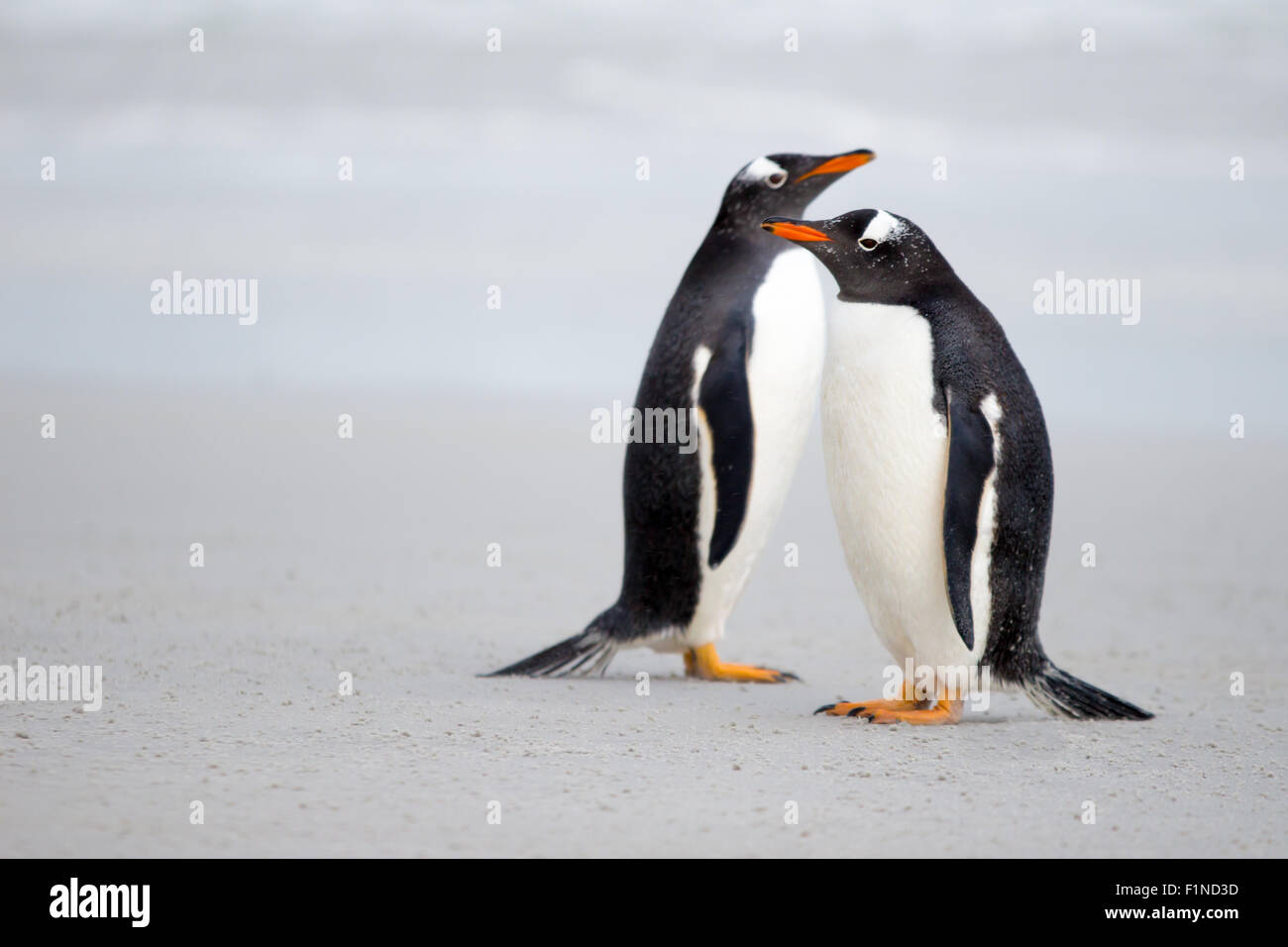 Par de pingüinos en la playa. Foto de stock