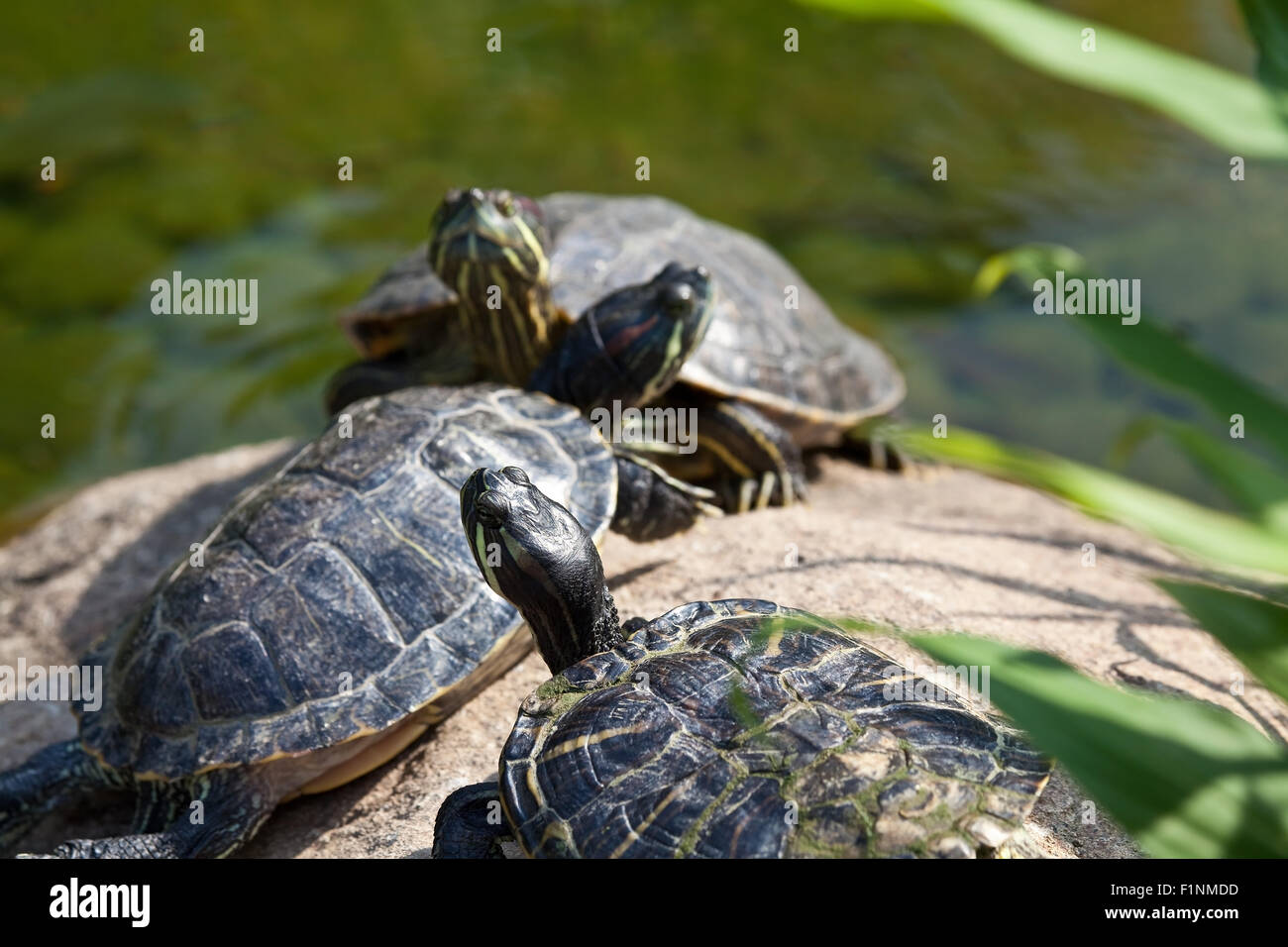 Grupo de tortugas de orejas rojas Foto de stock
