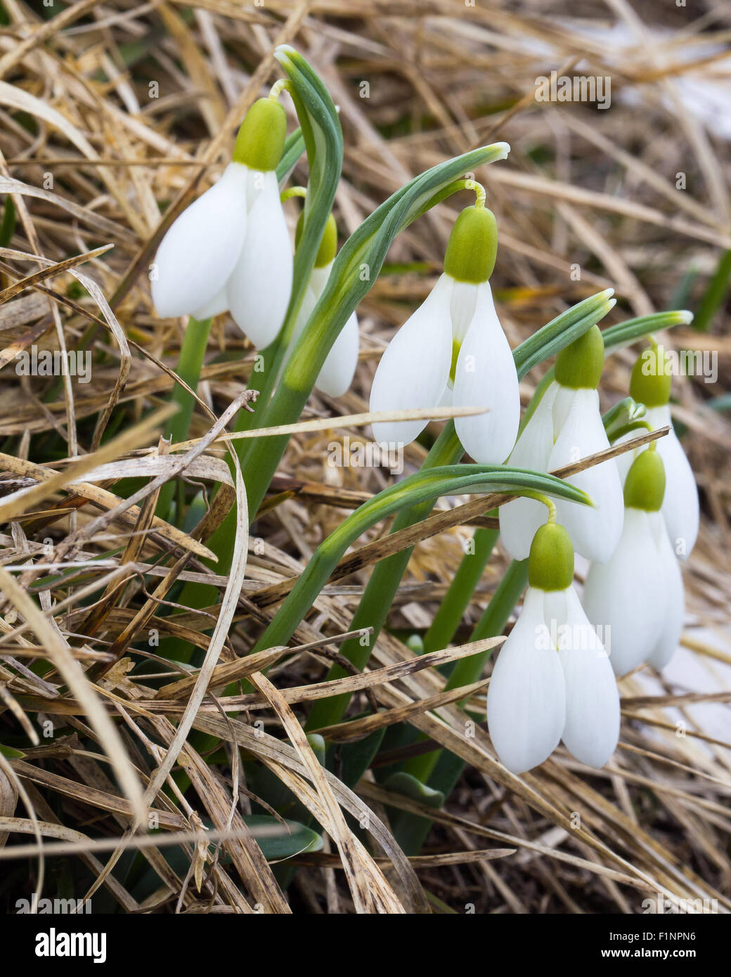 Galanthus nivalis. Snowdrop o snowdrop común. Bucaneve flor. Temporada de primavera. Monte Grappa. Veneto, Alpes Italianos. Europa. Foto de stock