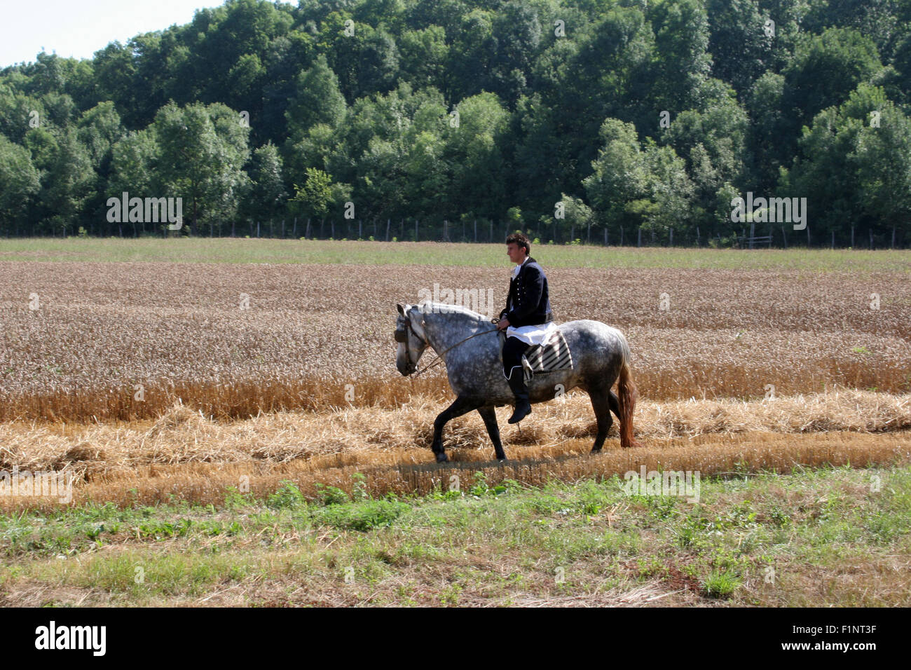 El hombre a caballo, vestida con el traje nacional, cabalgando por campos de trigo durante la cosecha de trigo en Davor, Eslavonia, Croacia Foto de stock