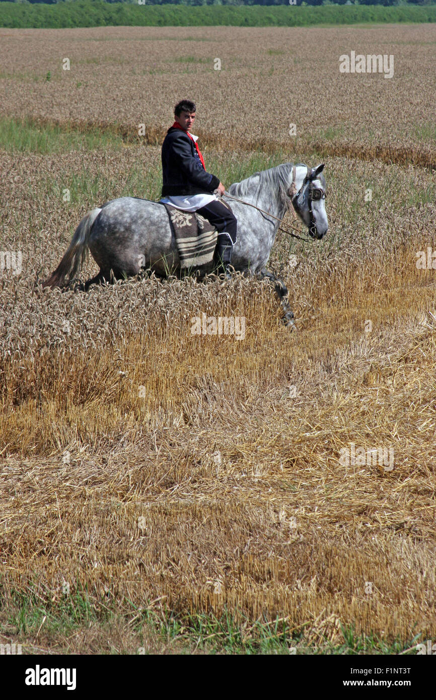 El hombre a caballo, vestida con el traje nacional, cabalgando por campos de trigo durante la cosecha de trigo en Davor, Eslavonia, Croacia Foto de stock