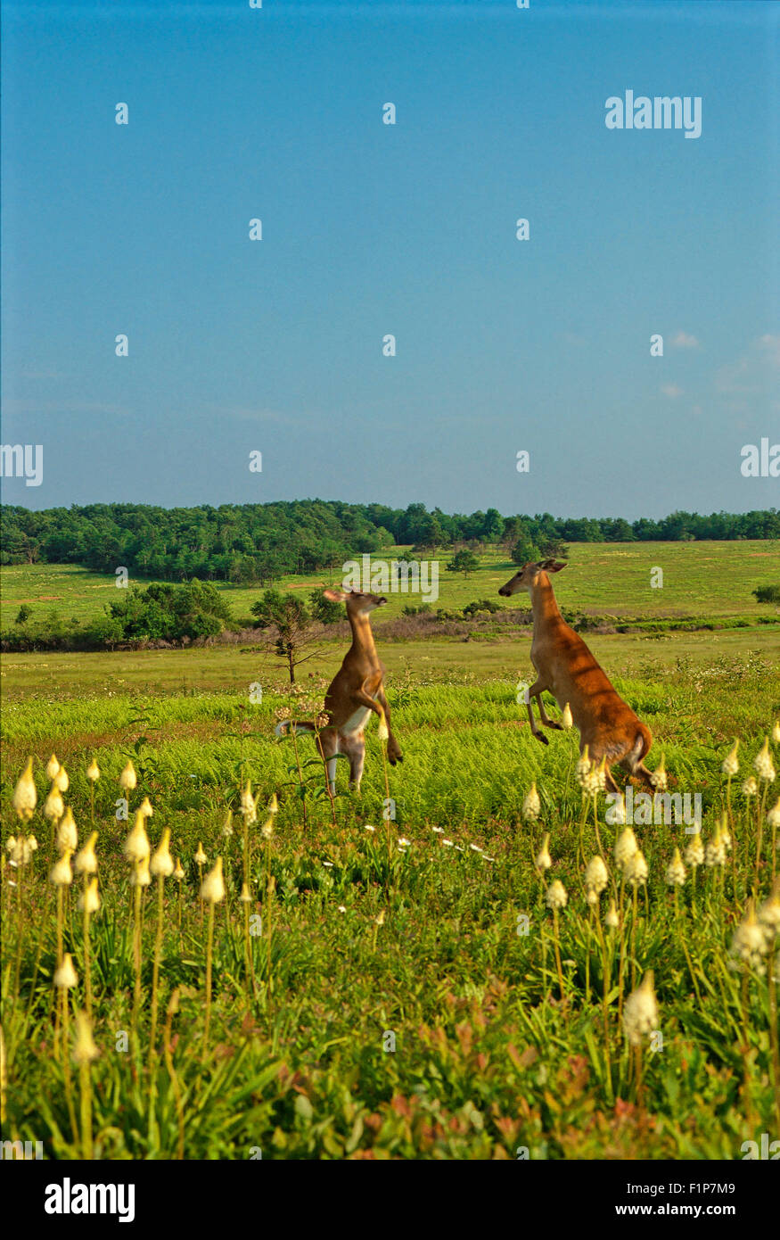 Sparring ciervos, Big Meadows, el Parque Nacional de Shenandoah, Virginia, EE.UU. Foto de stock