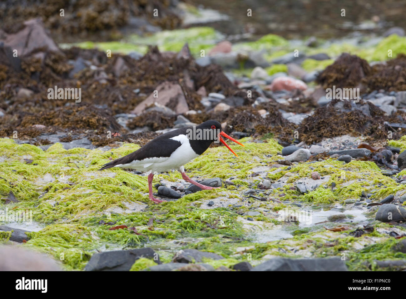 Ostrero (Haematopus ostralegus). Iona. Inner Hebrides. Costa oeste de Escocia. De junio. Proteger el territorio de anidación. Foto de stock