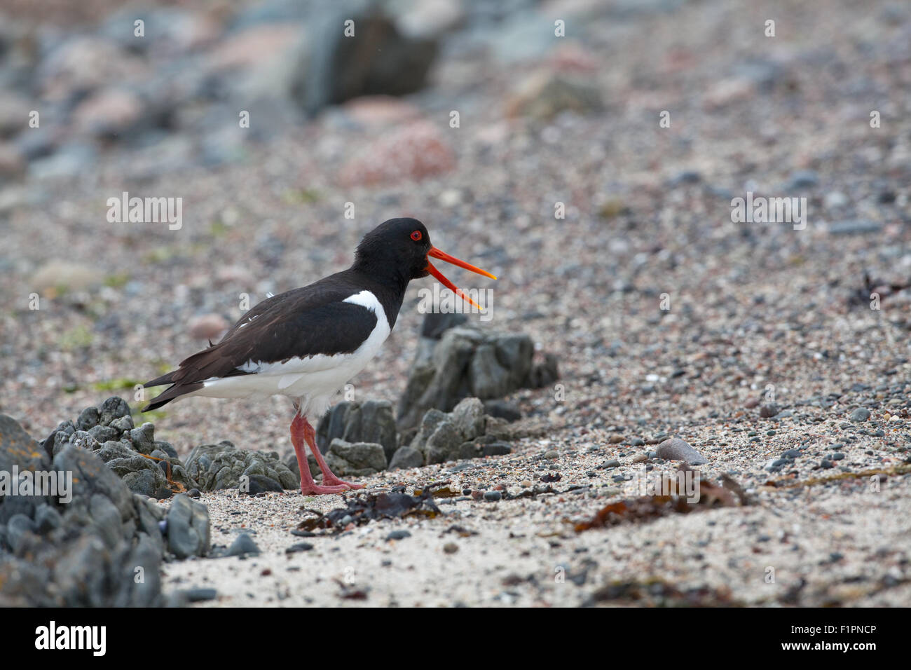 Ostrero (Haematopus ostralegus). Playa. Costa. Iona. Inner Hebrides. Costa oeste de Escocia. De junio. Foto de stock