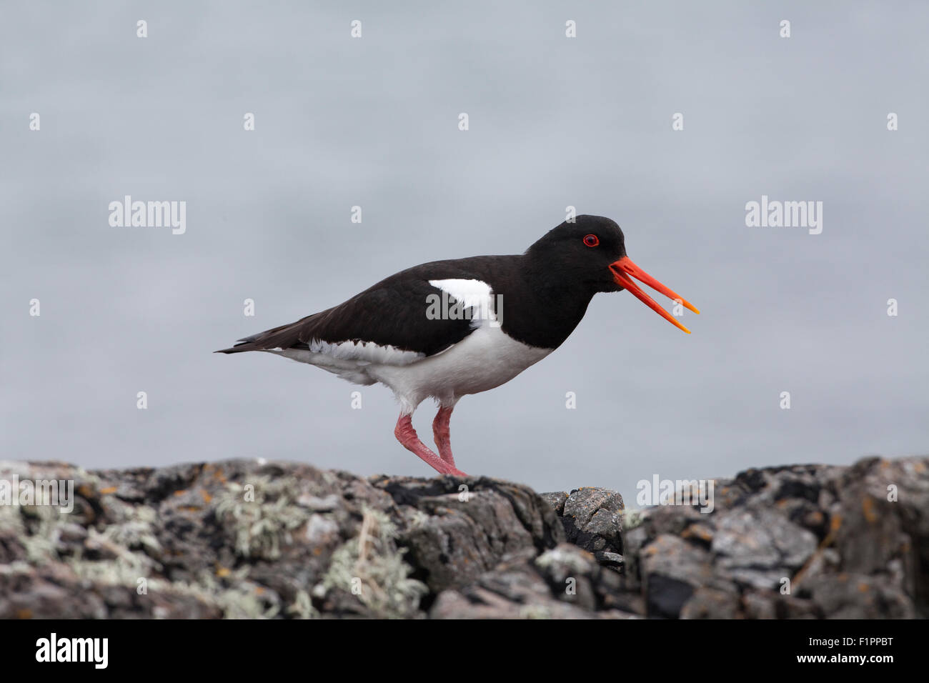 Ostrero (Haematopus ostralegus). Iona. Inner Hebrides. Costa oeste de Escocia. Llamando. Foto de stock