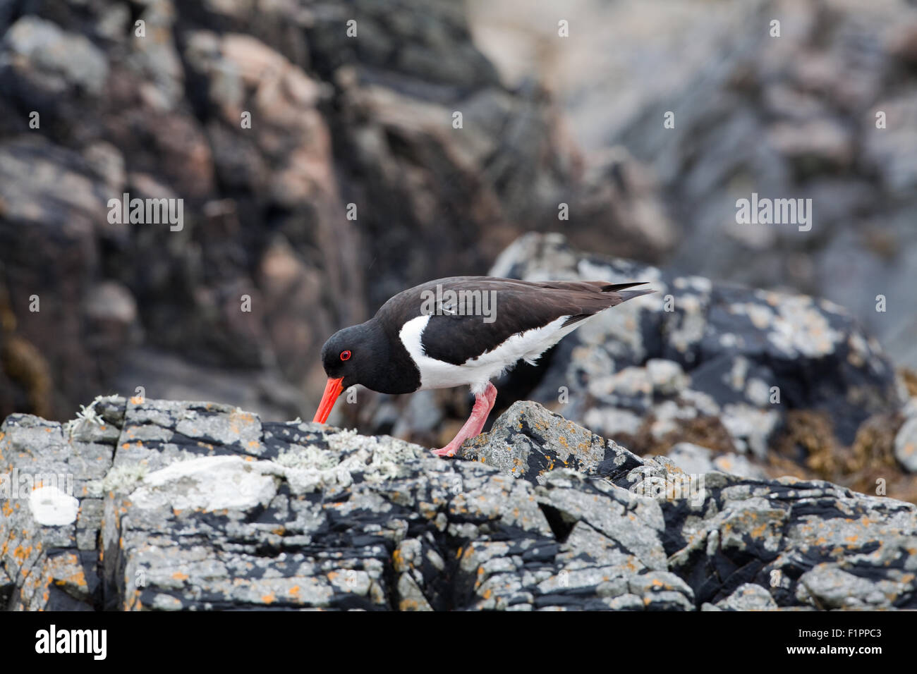 Ostrero (Haematopus ostralegus). Alimentación desde entre las fisuras de las rocas. Iona. Inner Hebrides. Costa oeste de Escocia. De junio. Foto de stock