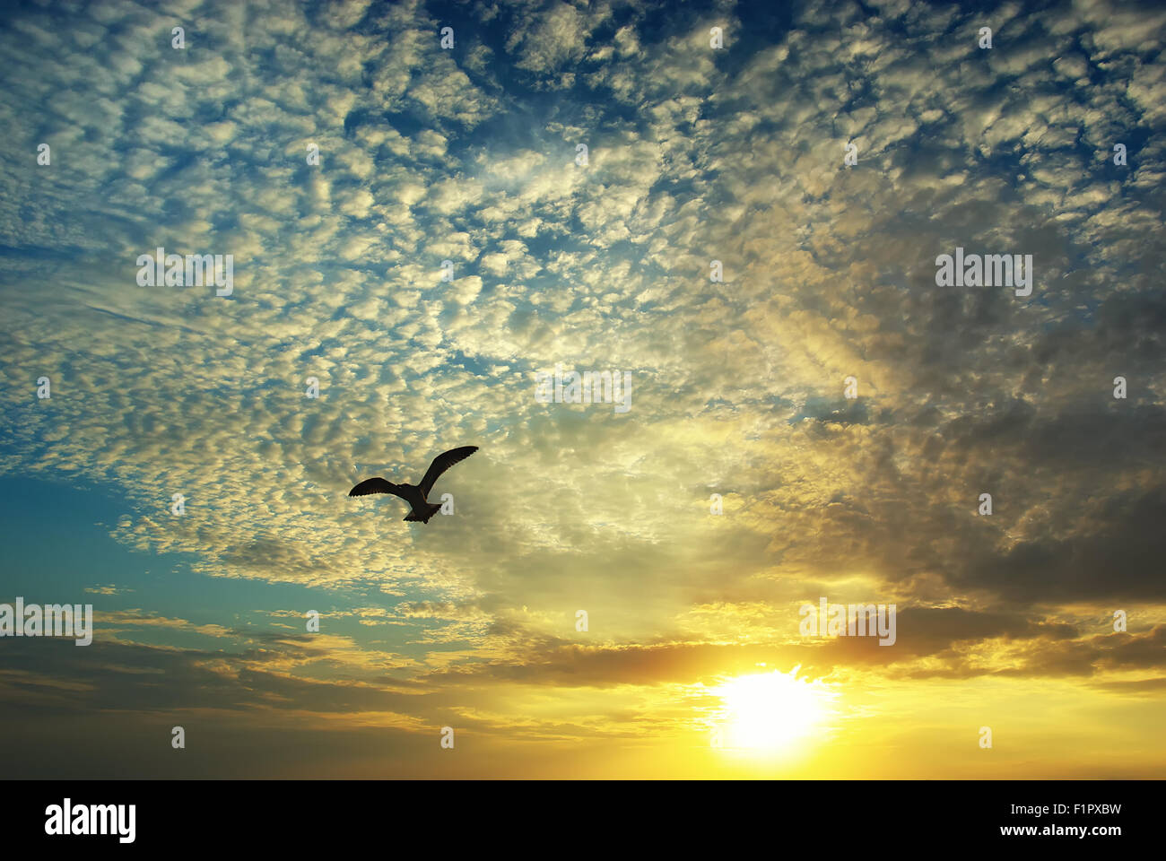 Bellas nubes al atardecer y volar gaviotas Foto de stock