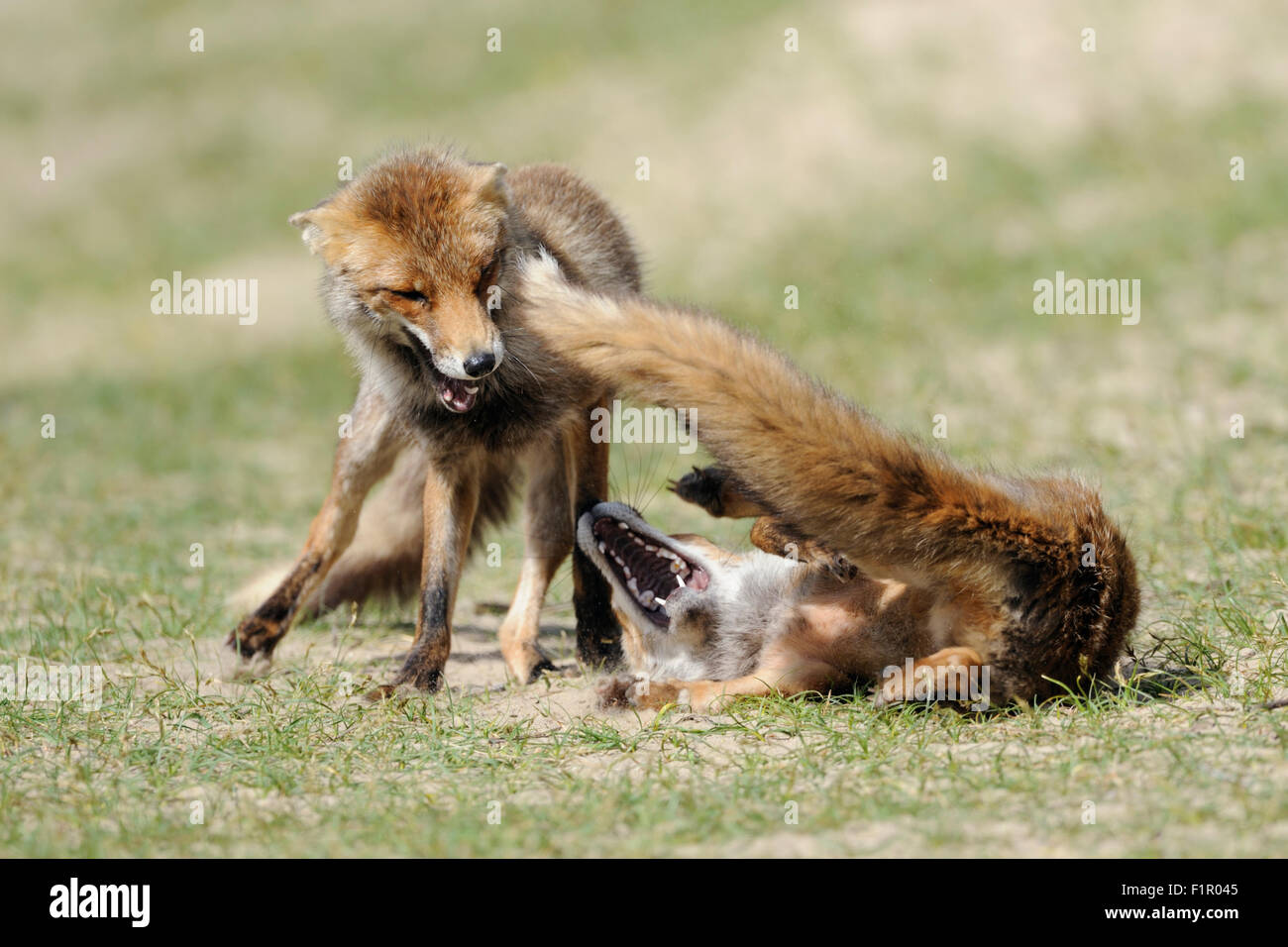 / Rotfuechse dos zorros (Vulpes vulpes ), rivales en una feroz lucha, lucha, persiguiendo el uno al otro. Foto de stock
