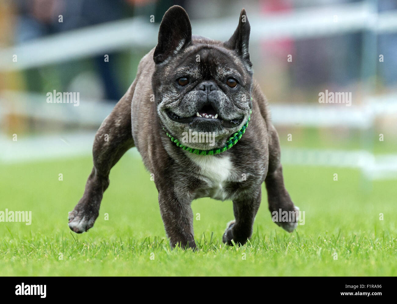 Bulldog alemán fotografías e imágenes de alta resolución - Alamy