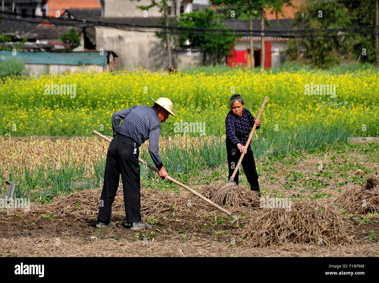 Pengzhou, China: el esposo y la esposa trabajan en un campo en su granja de la provincia de Sichuan Foto de stock