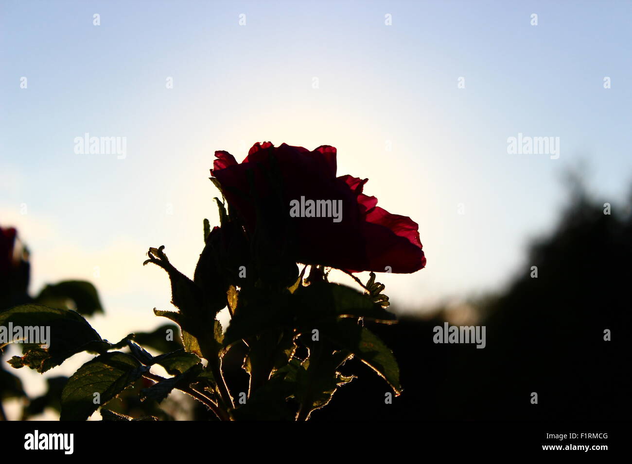 La rosa negra Imágenes vectoriales de stock - Alamy