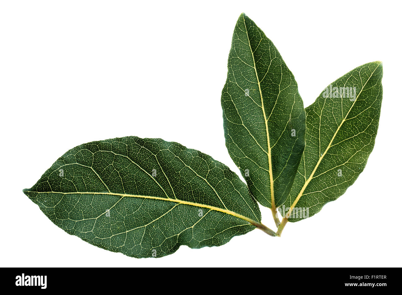 Hojas de laurel fresco. Laurel. Hojas retroiluminado. Alta imagen detallada Fotografía de stock