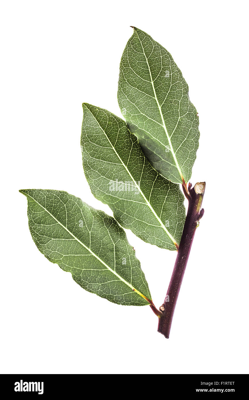 Hojas de laurel fresco sobre una rama. Laurel. Hoja retroiluminado