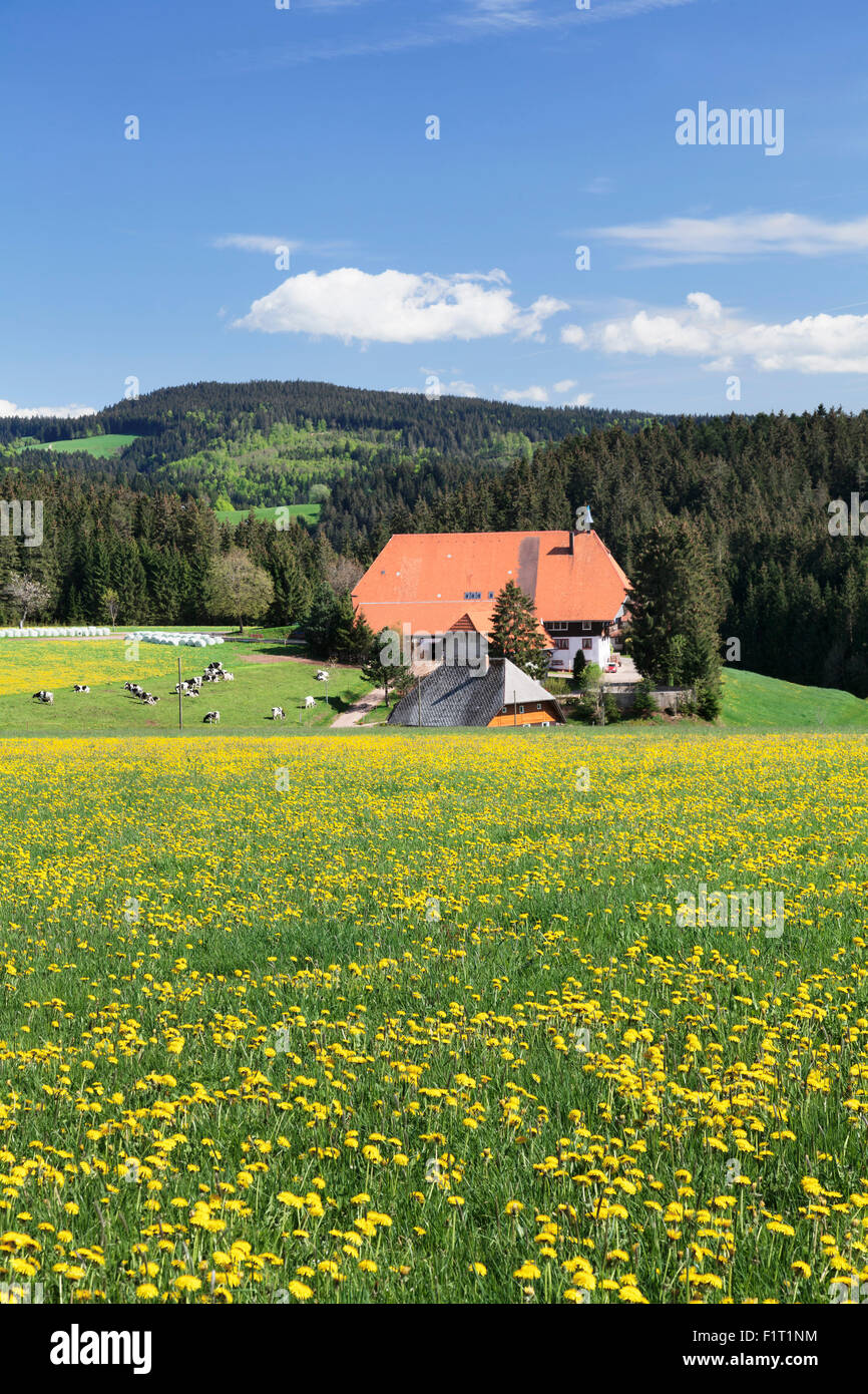 Unterfallengrundhof (granja) en primavera, Guetenbach, Selva Negra, Baden Wurttemberg, Alemania, Europa Foto de stock