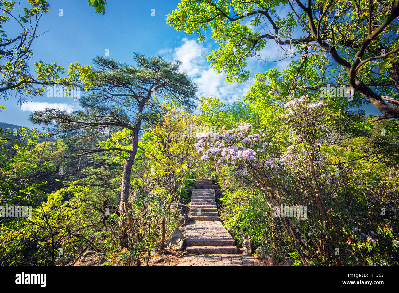 Escalones de piedra que conduce hacia el exuberante entorno natural con árboles y flores de Tian Mu Shan, Zhejiang, China, Asia Foto de stock