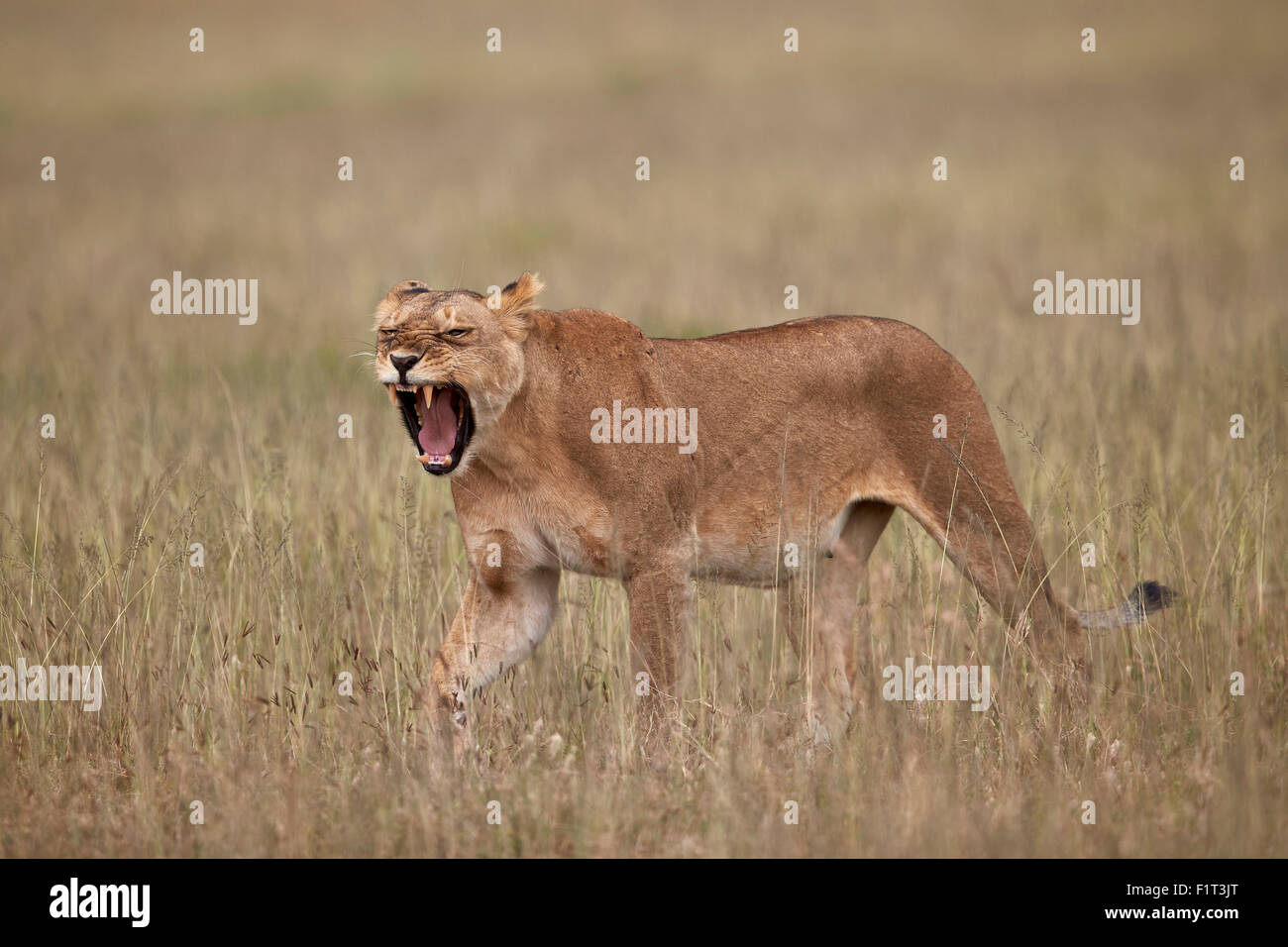 León (Panthera leo) bostezo en hierba alta, Parque Nacional del Serengeti, Tanzania, África oriental, África Foto de stock