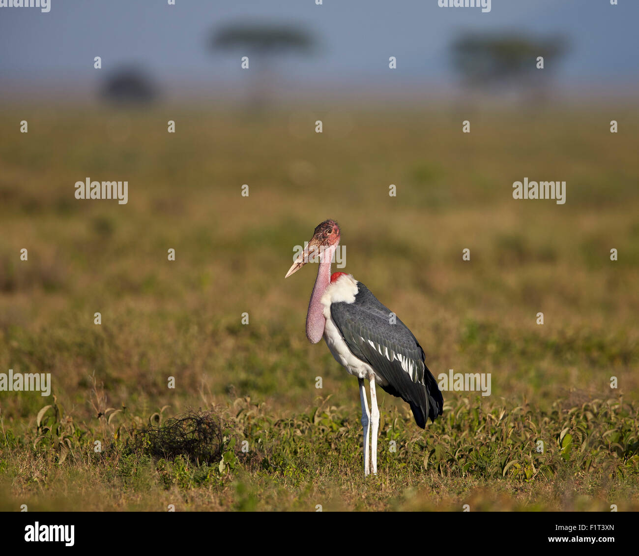 Marabou stork (Leptoptilos crumeniferus), el Área de Conservación de Ngorongoro, Sitio del Patrimonio Mundial de la UNESCO, el Serengueti, Tanzania Foto de stock