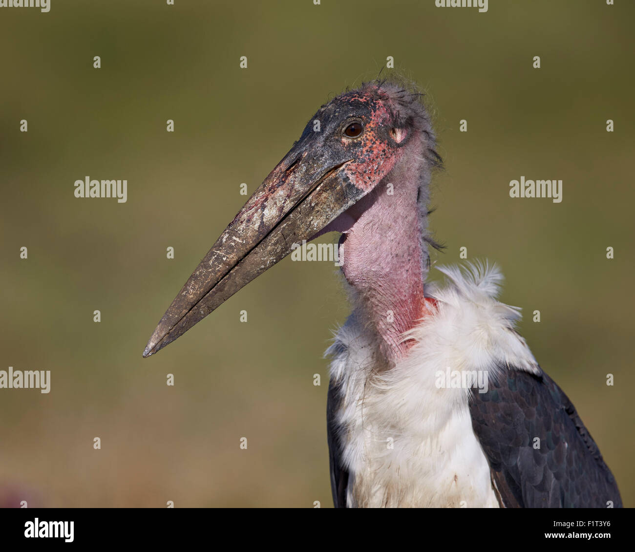 Marabou stork (Leptoptilos crumeniferus), el Área de Conservación de Ngorongoro, Sitio del Patrimonio Mundial de la UNESCO, el Serengueti, Tanzania Foto de stock