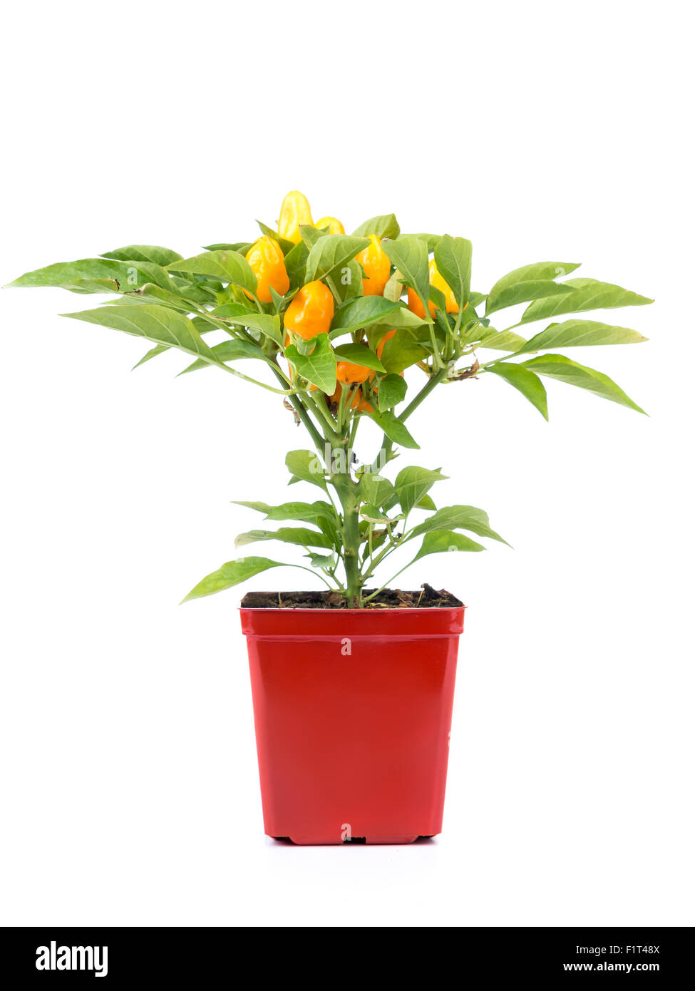 Cultivado domésticamente naranja pimientos en bote shot rojo sobre fondo blanco. Foto de stock