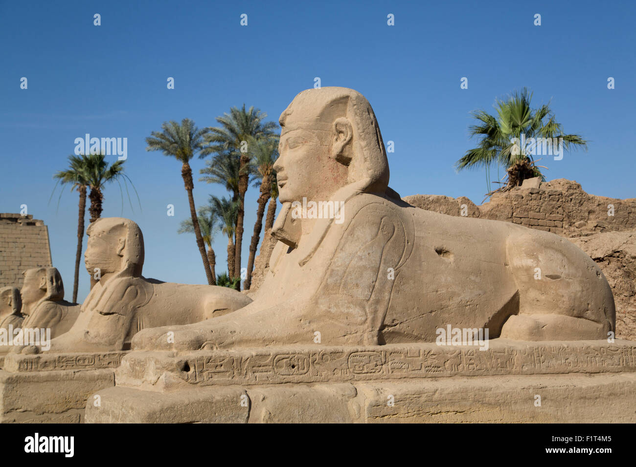 Avenida de esfinges, Templo de Luxor, Luxor, Tebas, Sitio del Patrimonio Mundial de la UNESCO, Egipto, el Norte de África, África Foto de stock
