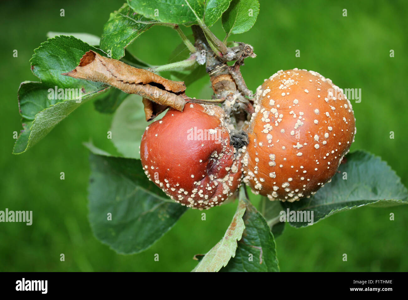 La podredumbre parda enfermedad micótica en manzanas Foto de stock