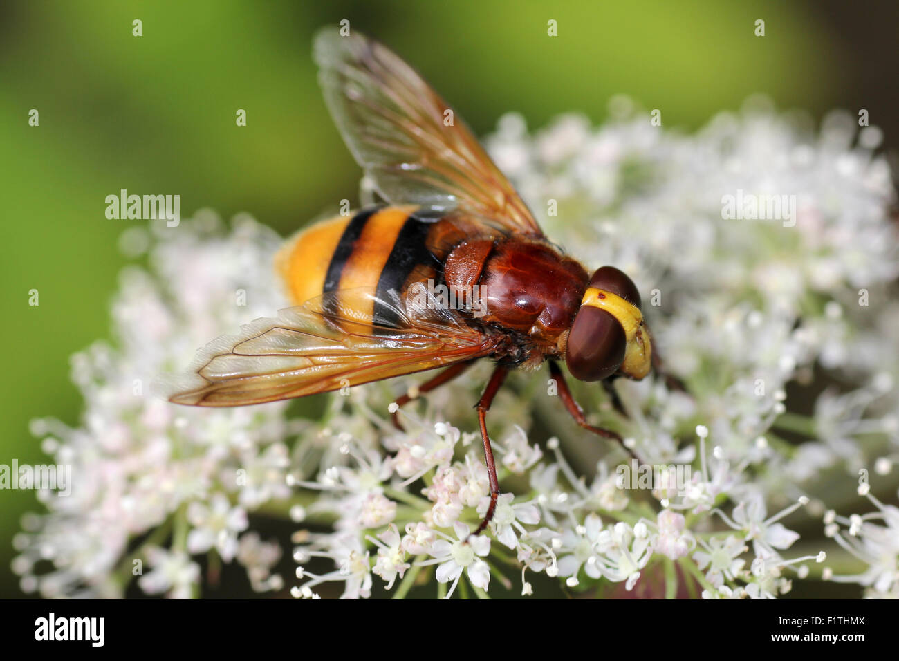 Hornet imitar Hoverfly Volucella zonaria Foto de stock