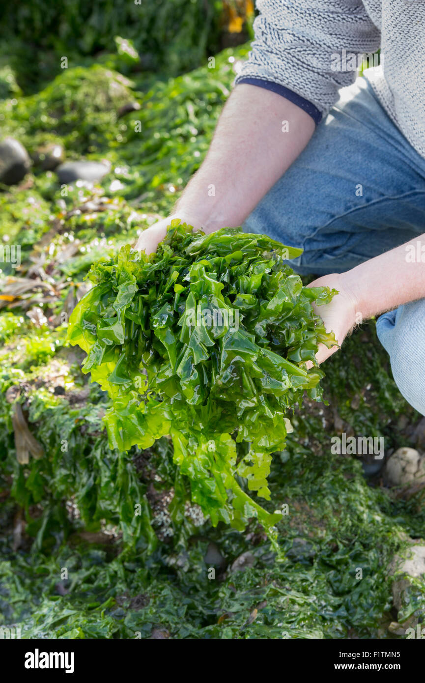 Ulva lactuca. Hombre de forrajeo / algas lechuga de mar en la costa de Northumberland. UK Foto de stock