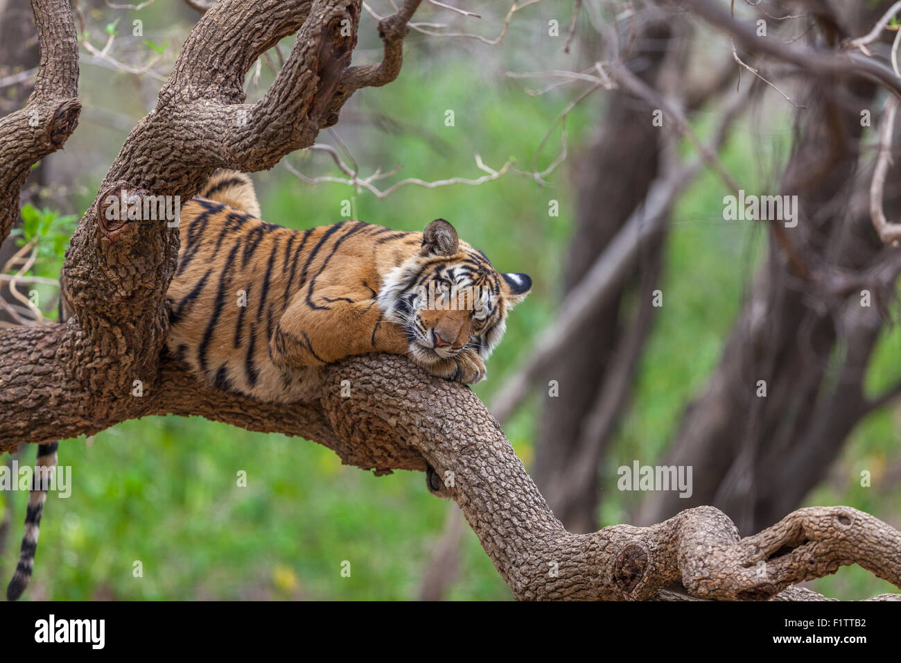 Un tigre de Bengala alrededor de 13 meses de edad, trepó a un árbol en el bosque Ranthambhore