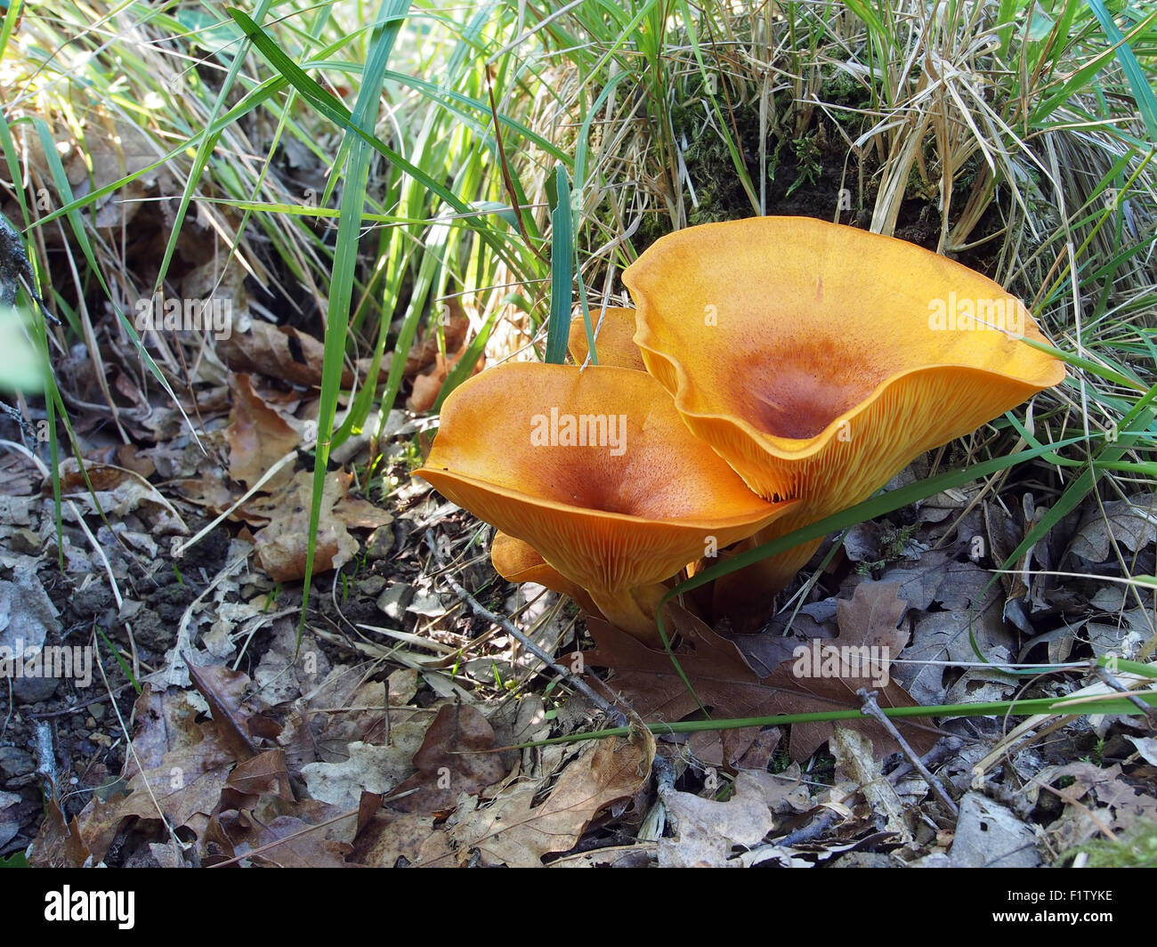 Omphalotus olearius, comúnmente conocido como el jack-o'-lantern, es un hongo venenoso hongo sin branquias de color naranja. Bioluminiscente. Foto de stock