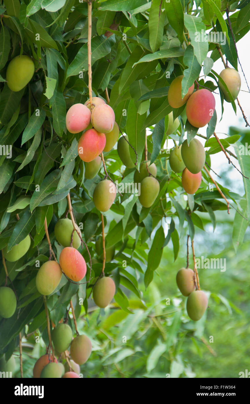 La abundancia de mangos maduros colgando del árbol de mango en Perú Foto de stock