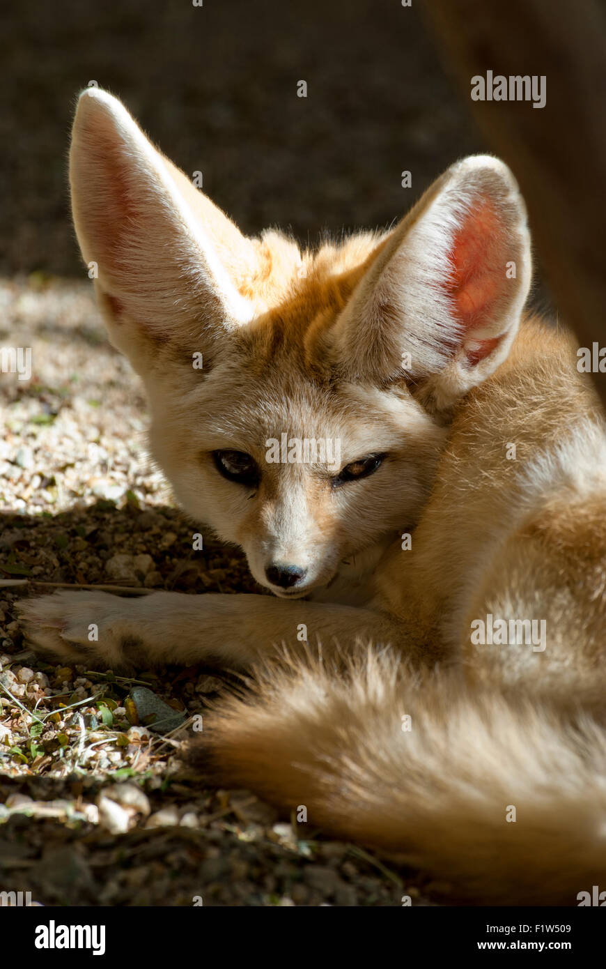 Fennec cautivo fox, Living Desert Zoo and Gardens, cerca de Palm Springs, CA Foto de stock